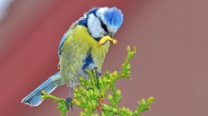 Blaumeise_mit_Futter (13).jpg